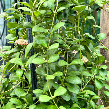 Hoya panchoi Philippines IML 0260 H137