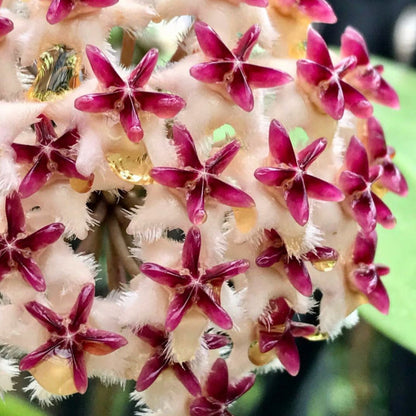 Hoya erythrostemma H173