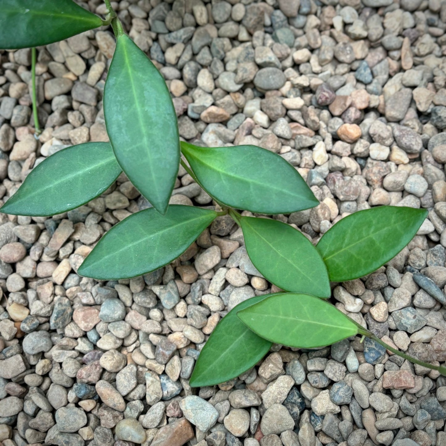 Hoya sp. Philippines CB94 IML 0062 H283