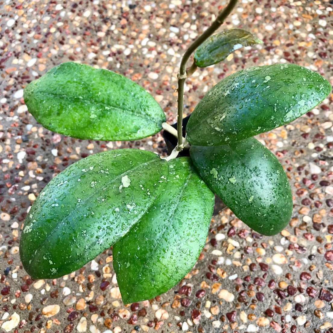 Hoya vitellina Java IML 1348 H88