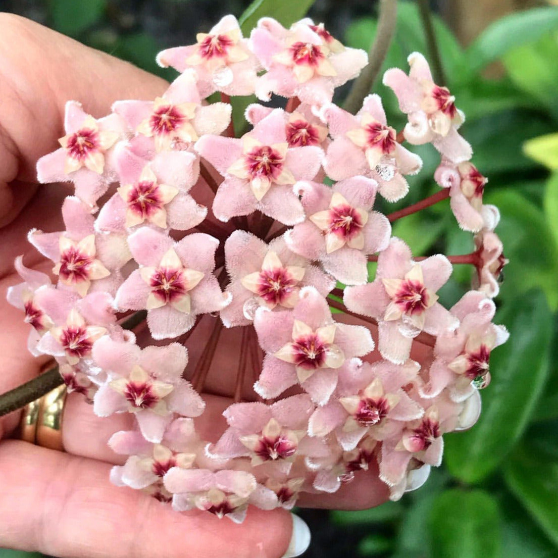 Hoya carnosa H8