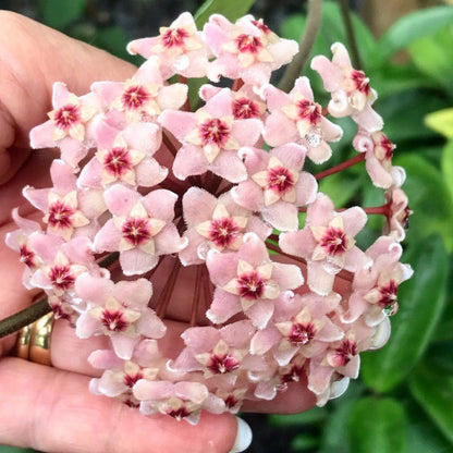 Hoya carnosa H8