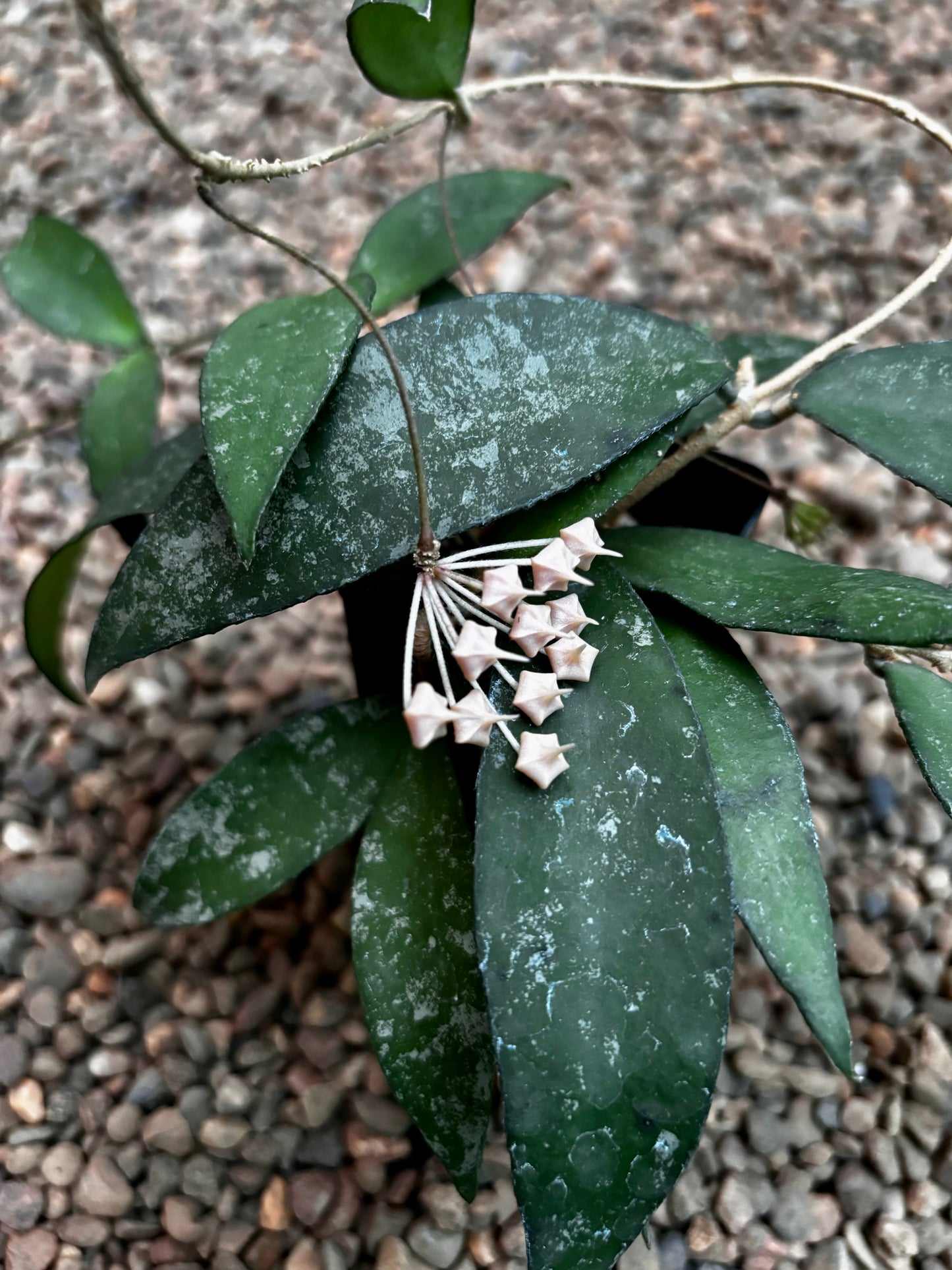Hoya flagellata (gold) H344