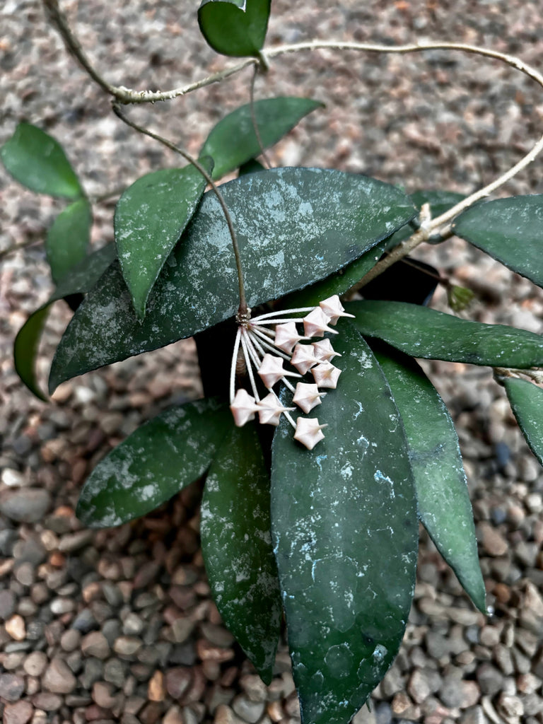 Hoya flagellata gold H344