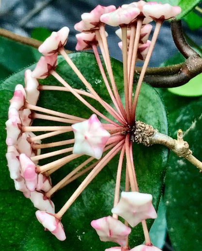 Hoya fungii H3