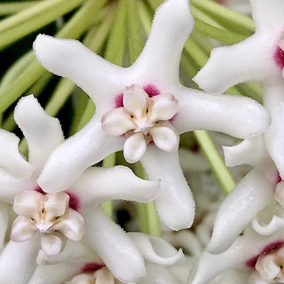 Hoya australis ssp. tenuipes H6