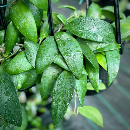 Hoya revoluta IML 1455 H273