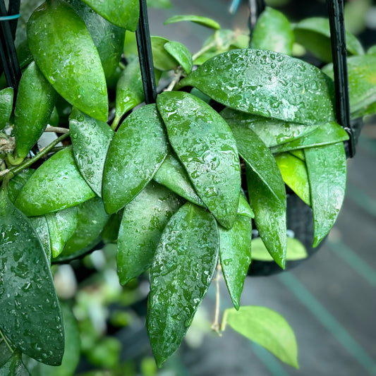 Hoya revoluta IML 1455 H273