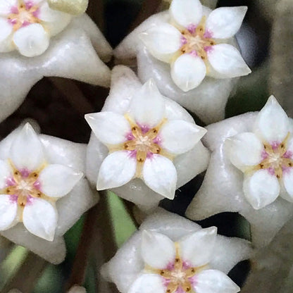 Hoya sp. Ko Chang Is. IML 1508 H127