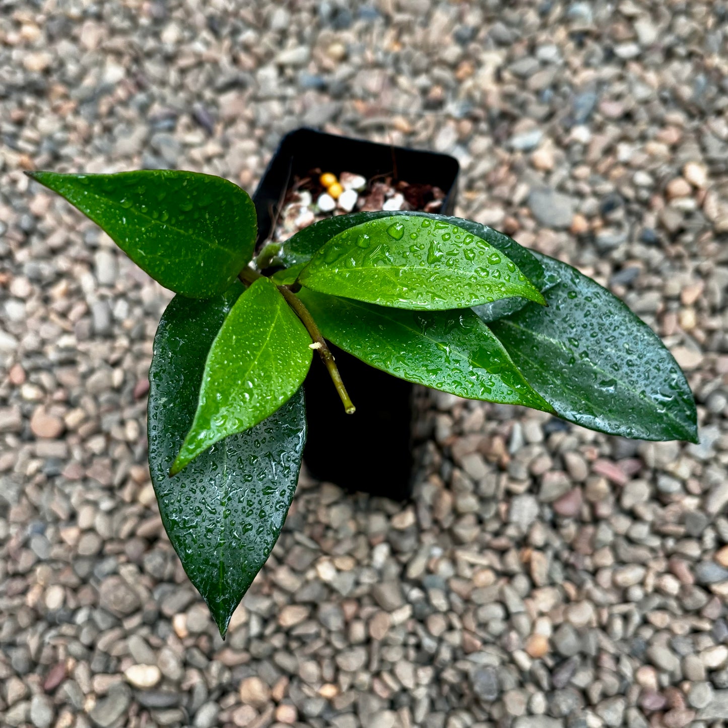 Hoya 'Sunrise' H178