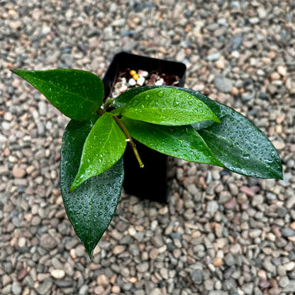 Hoya 'Sunrise' H178