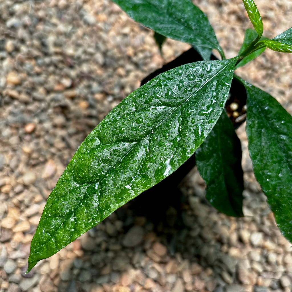 Hoya decipulae H451