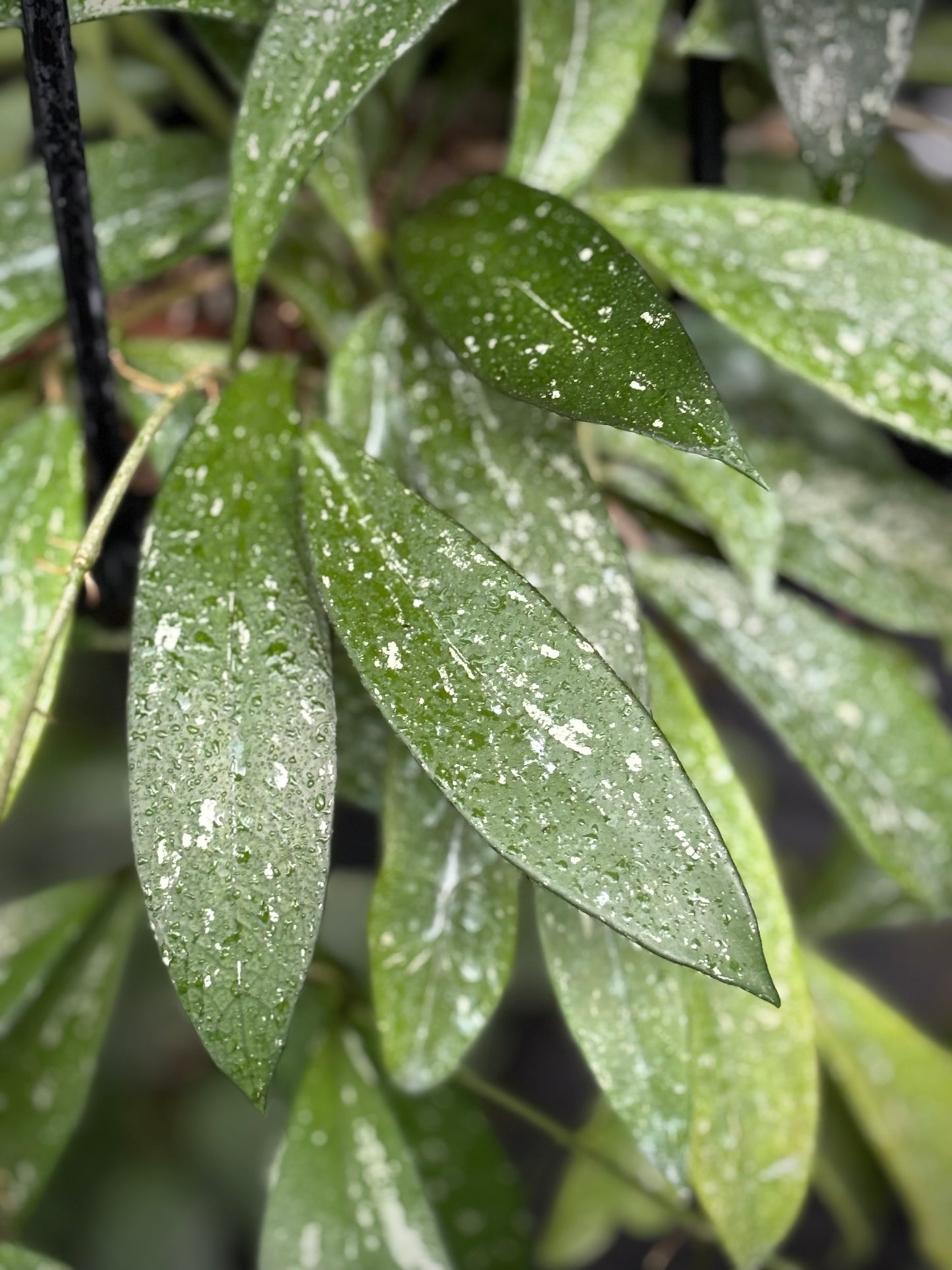 Hoya pubicalyx 'Pink-Silver' IML 0183 H76