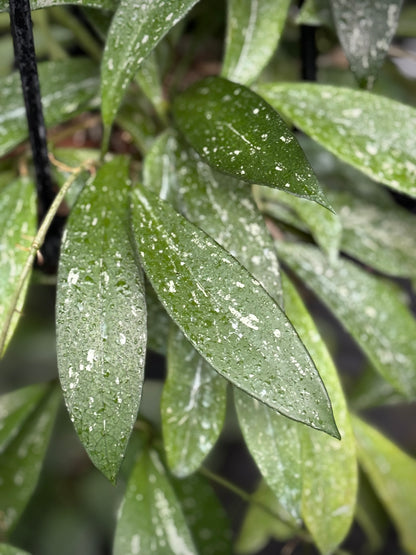Hoya pubicalyx 'Pink-Silver' IML 0183 H76