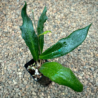 Hoya palawanica IML 1605 H254