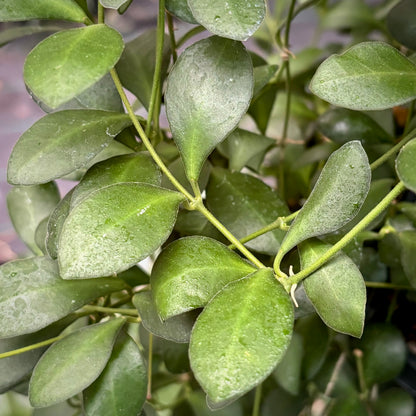 Hoya panchoi Philippines IML 0260 H137