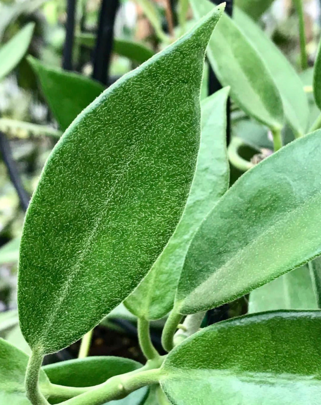 Hoya australis ssp. australis Silver Valley H211