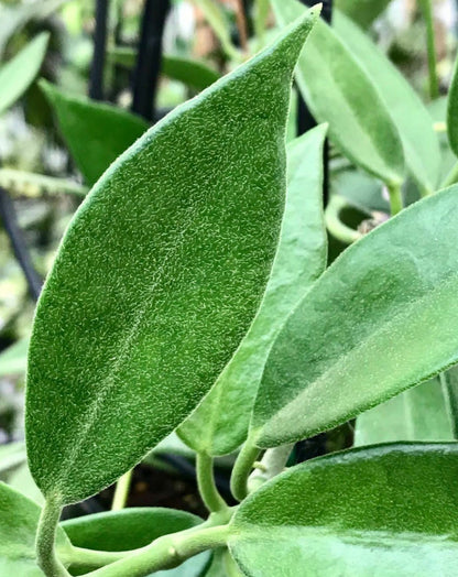 Hoya australis ssp. australis Silver Valley H211