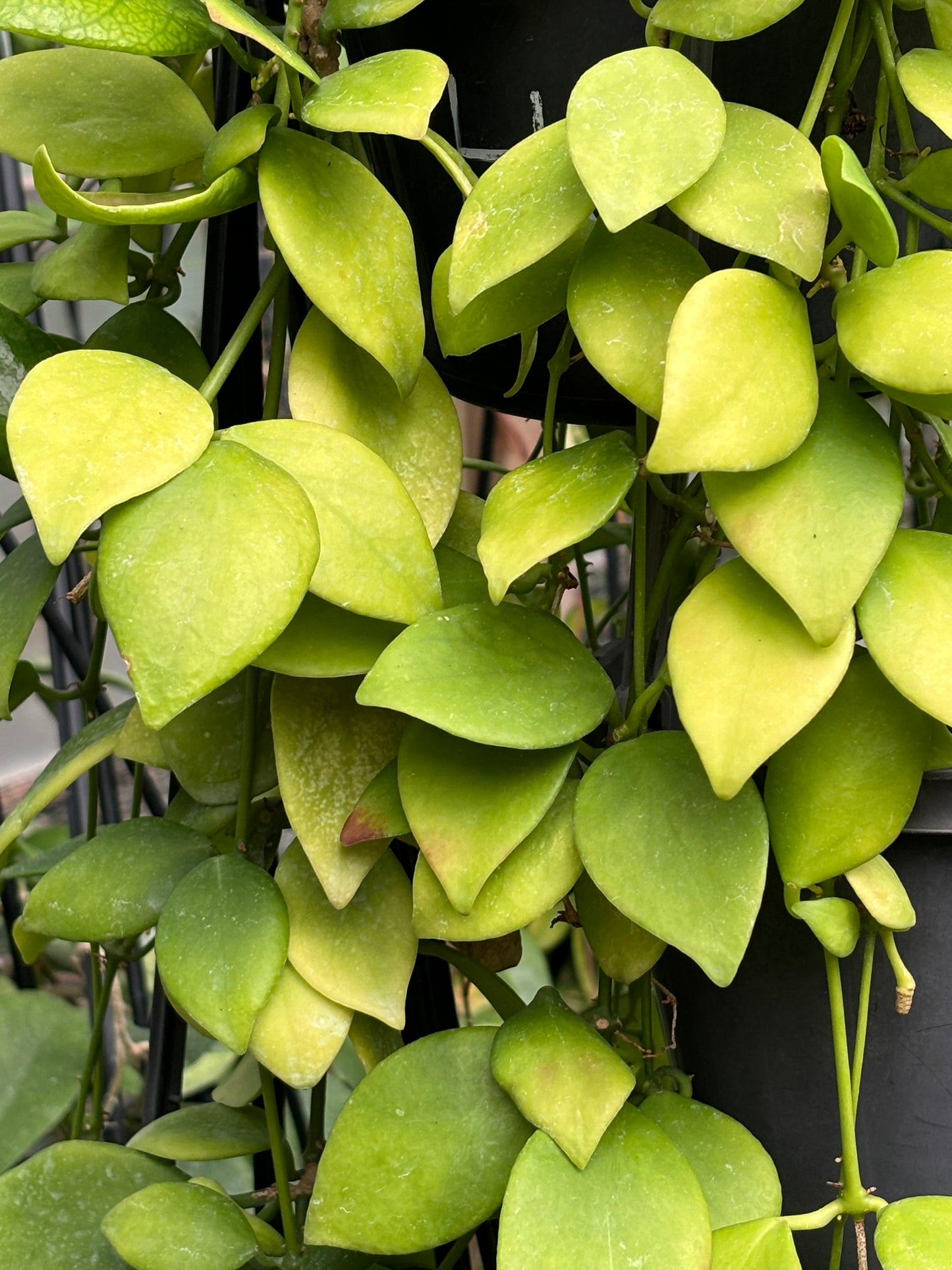 Hoya vanuatuensis H5