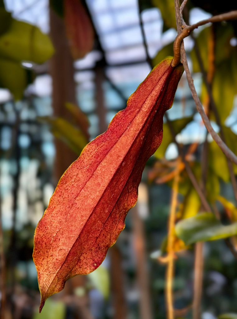 Hoya erythrina H24