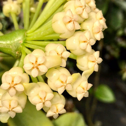 Hoya pachyclada IML 0523 H25