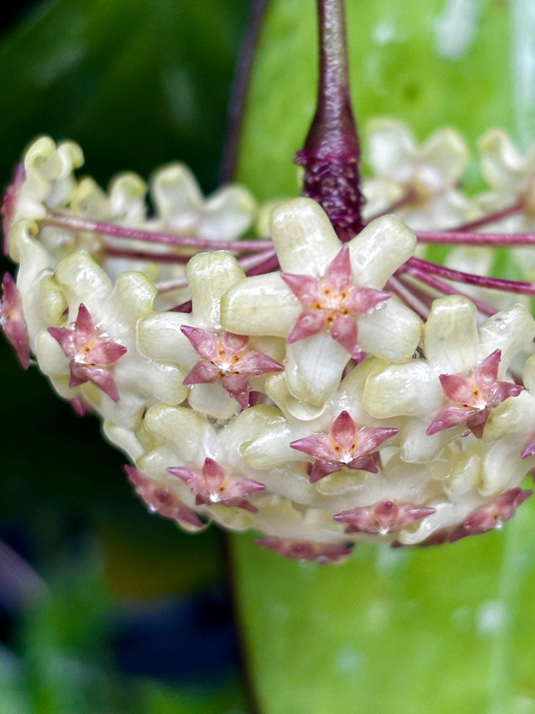 Hoya fuscomarginata H22