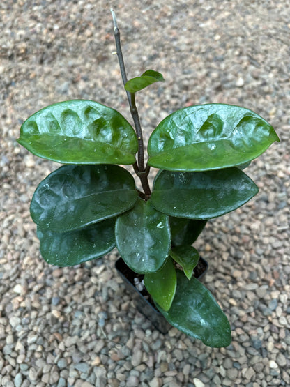 Hoya compacta Krinkle 8 IML 0186 H52
