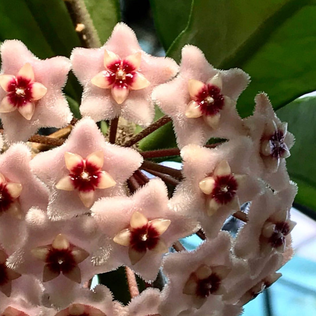 Hoya 'Rubra' IML 0169 H128