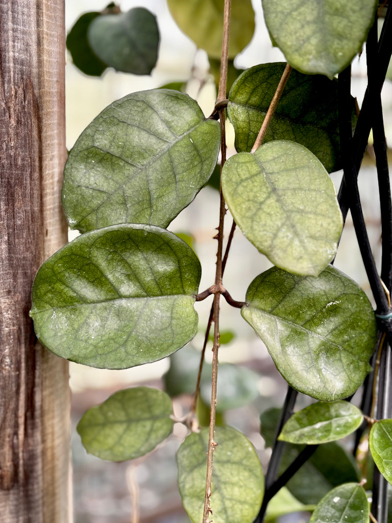 Hoya fungii H3