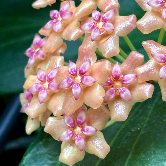 Beginner's Hoya Pack #3 (updated Jan '26)