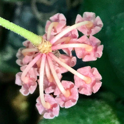 Hoya bilobata H196