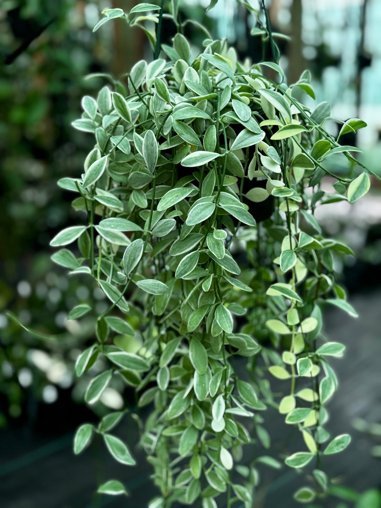 Dischidia oiantha variegata D34