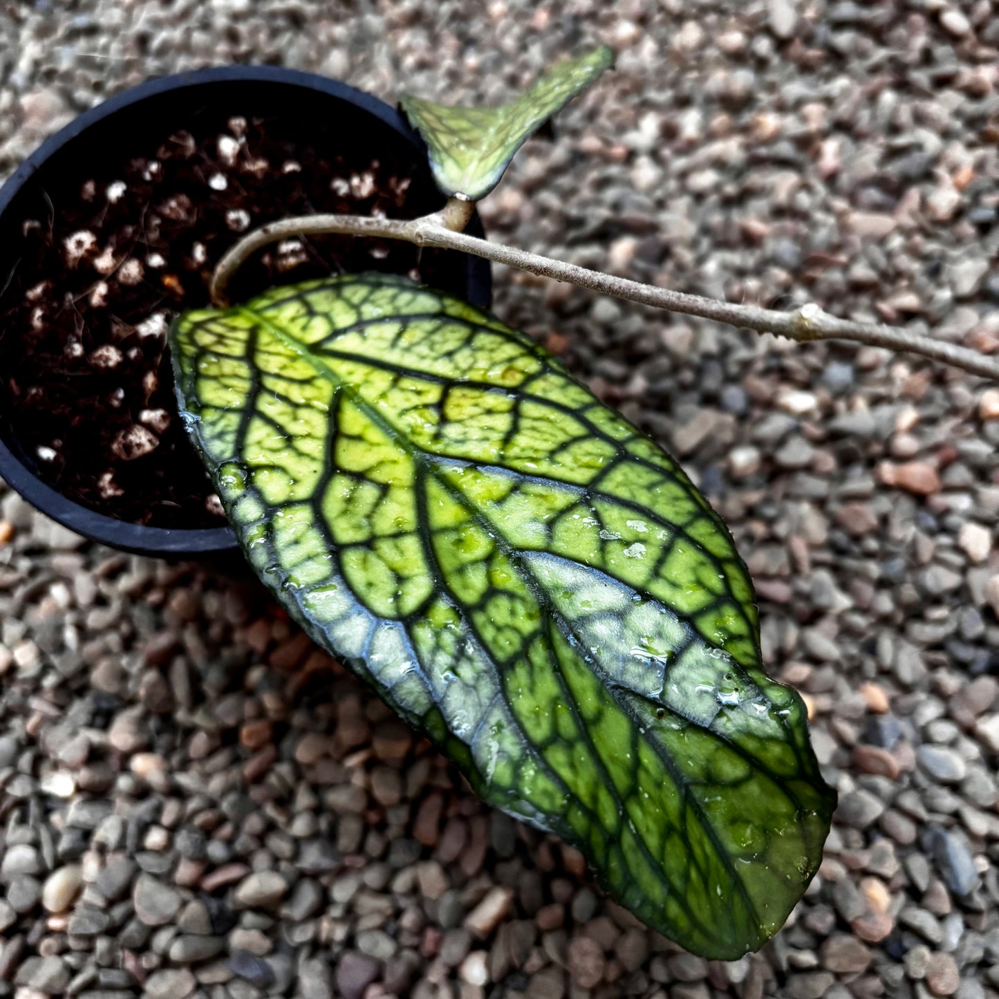 Hoya sp. Lampung H489