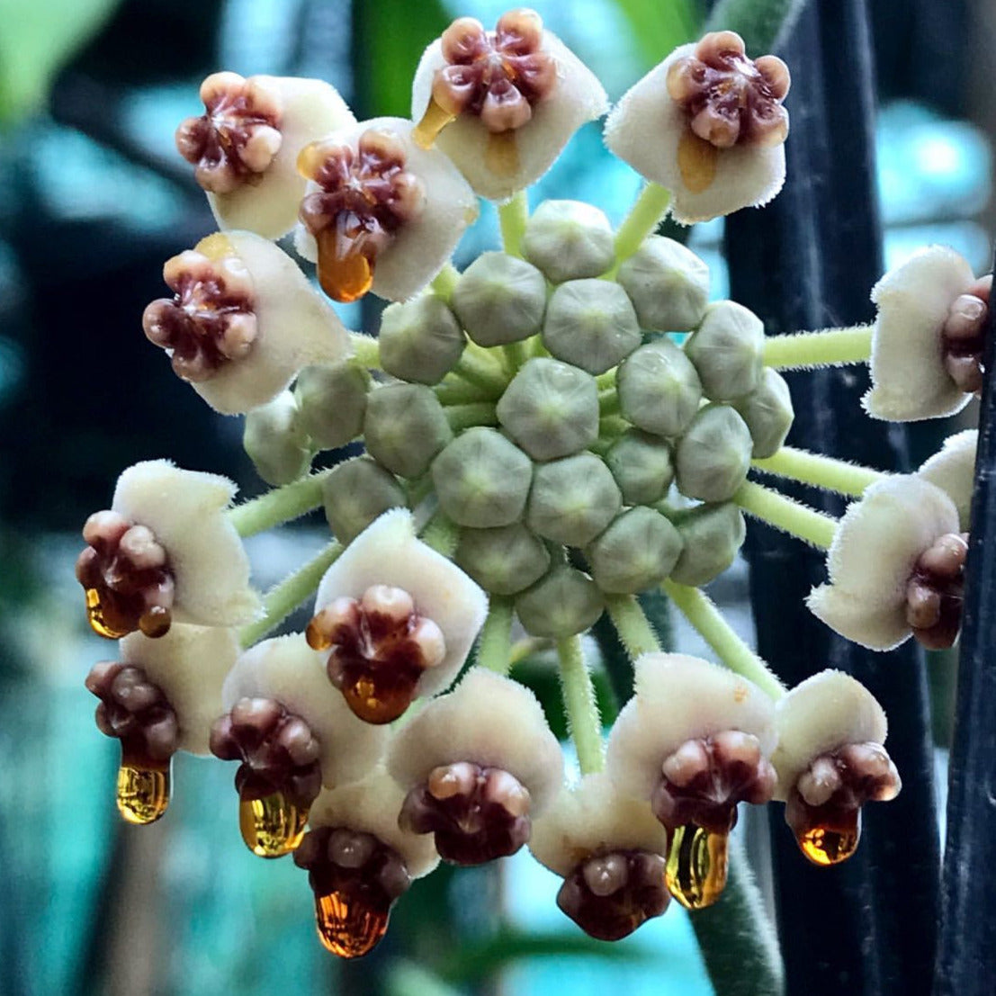Hoya kerrii variegata IML 1497 H118