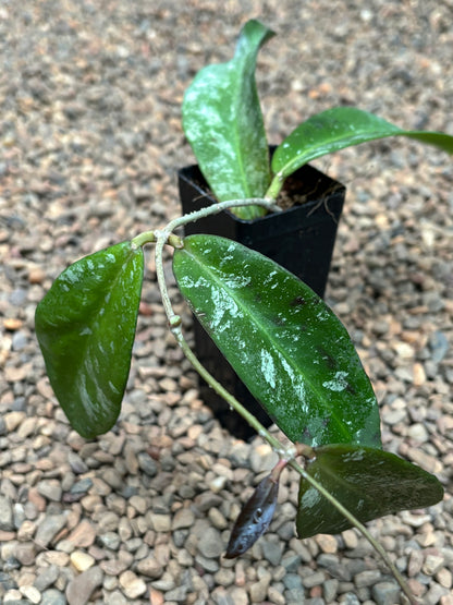 Hoya kaikoeana H469