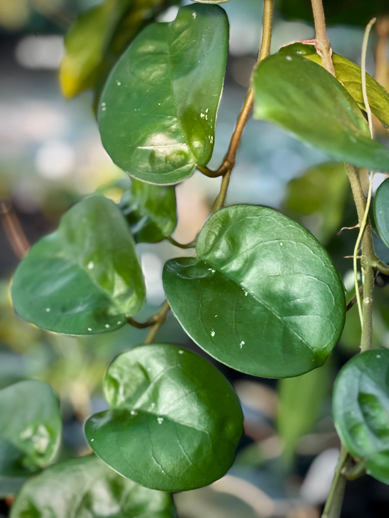 Hoya carnosa Krinkle (giant) H305