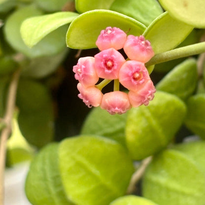 Hoya heuschkeliana H2
