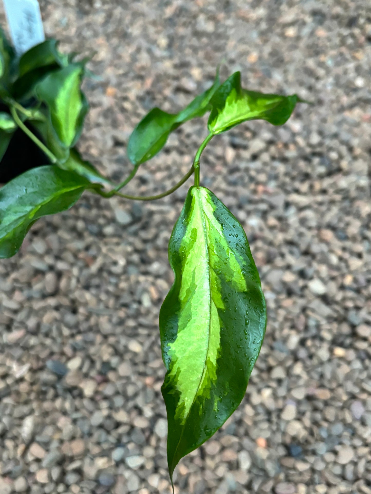 Hoya kenejiana variegata 'Nugget' H402