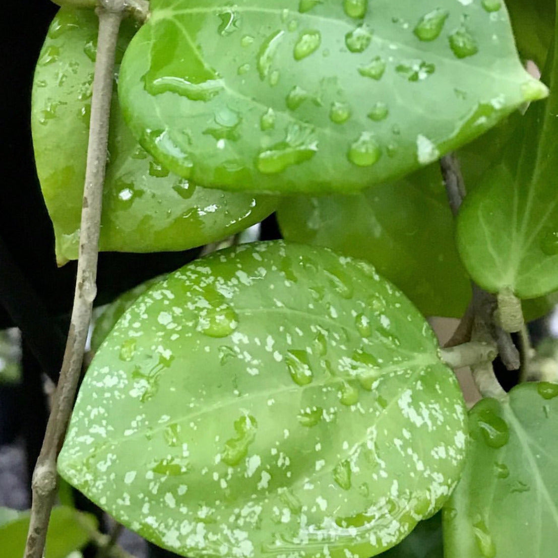 Hoya neocaledonica IML 1647 H166