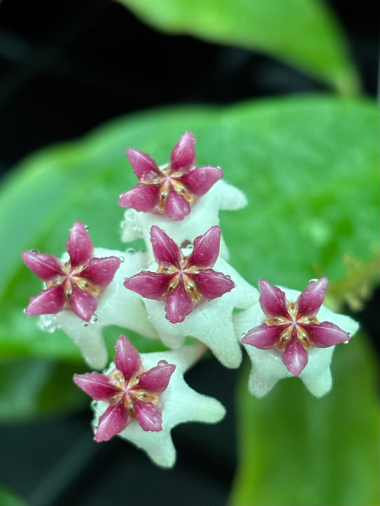 Hoya 'Patricia' H396