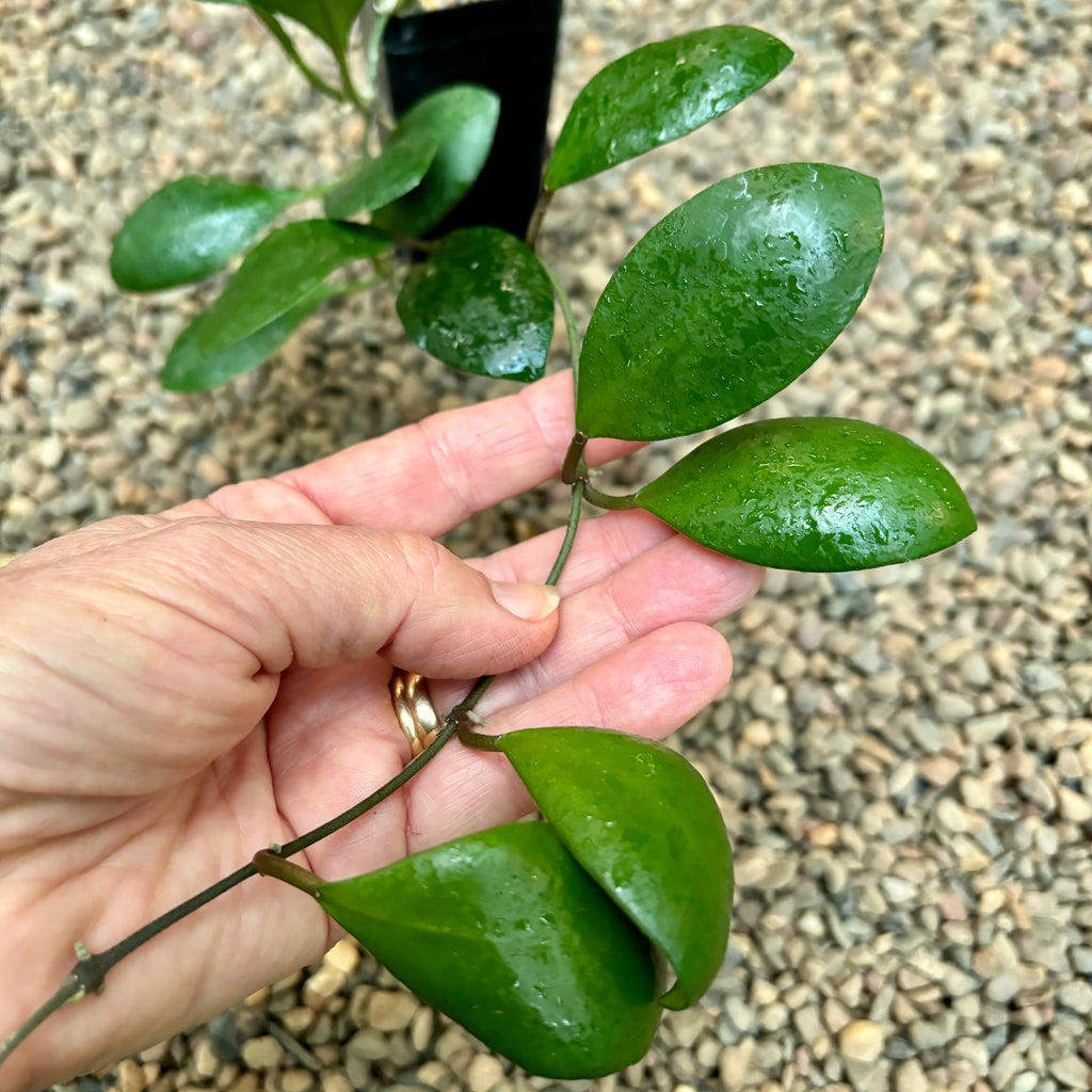 Hoya lucardenasiana H445