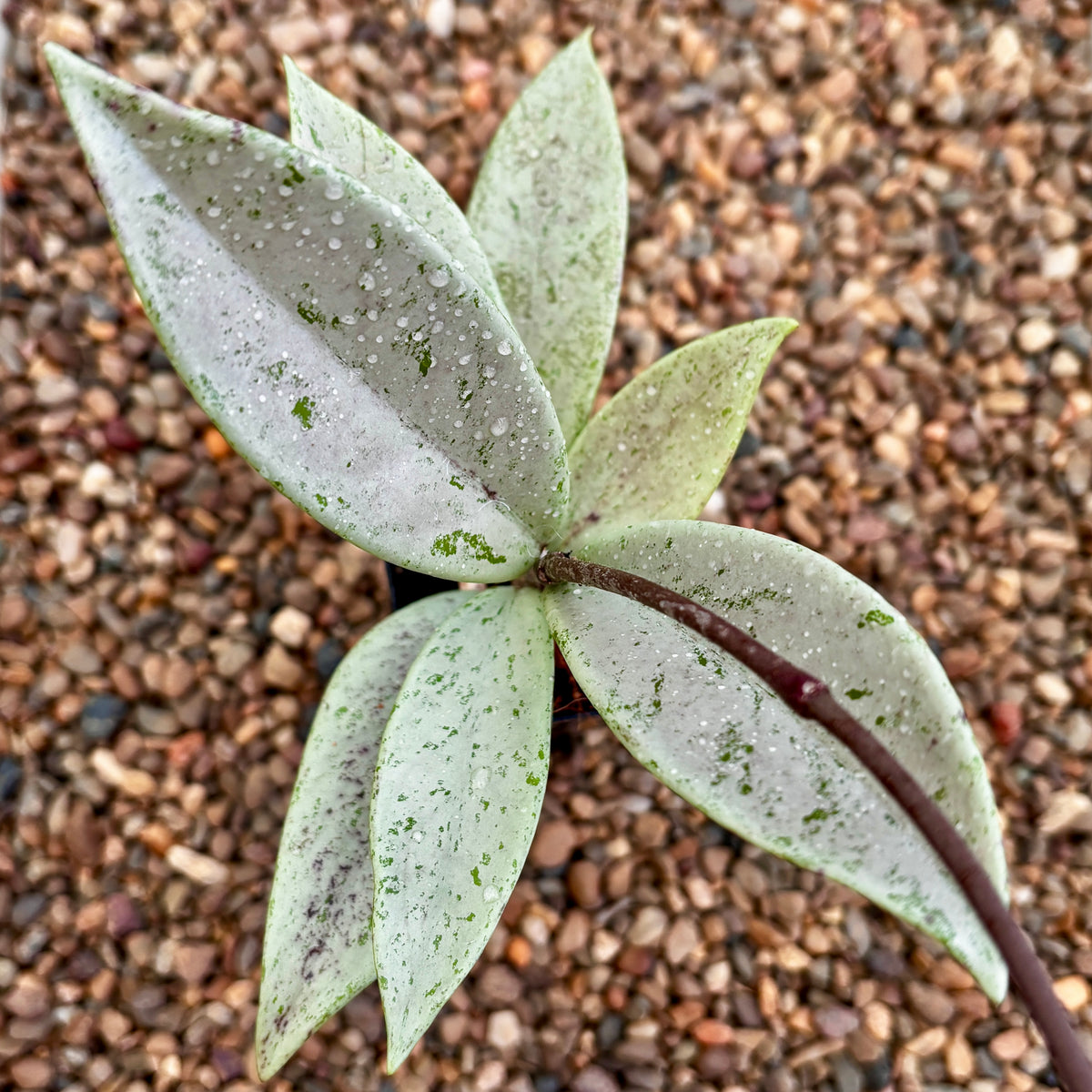 Hoya pubicalyx 'Pink Silver Ghost' H491