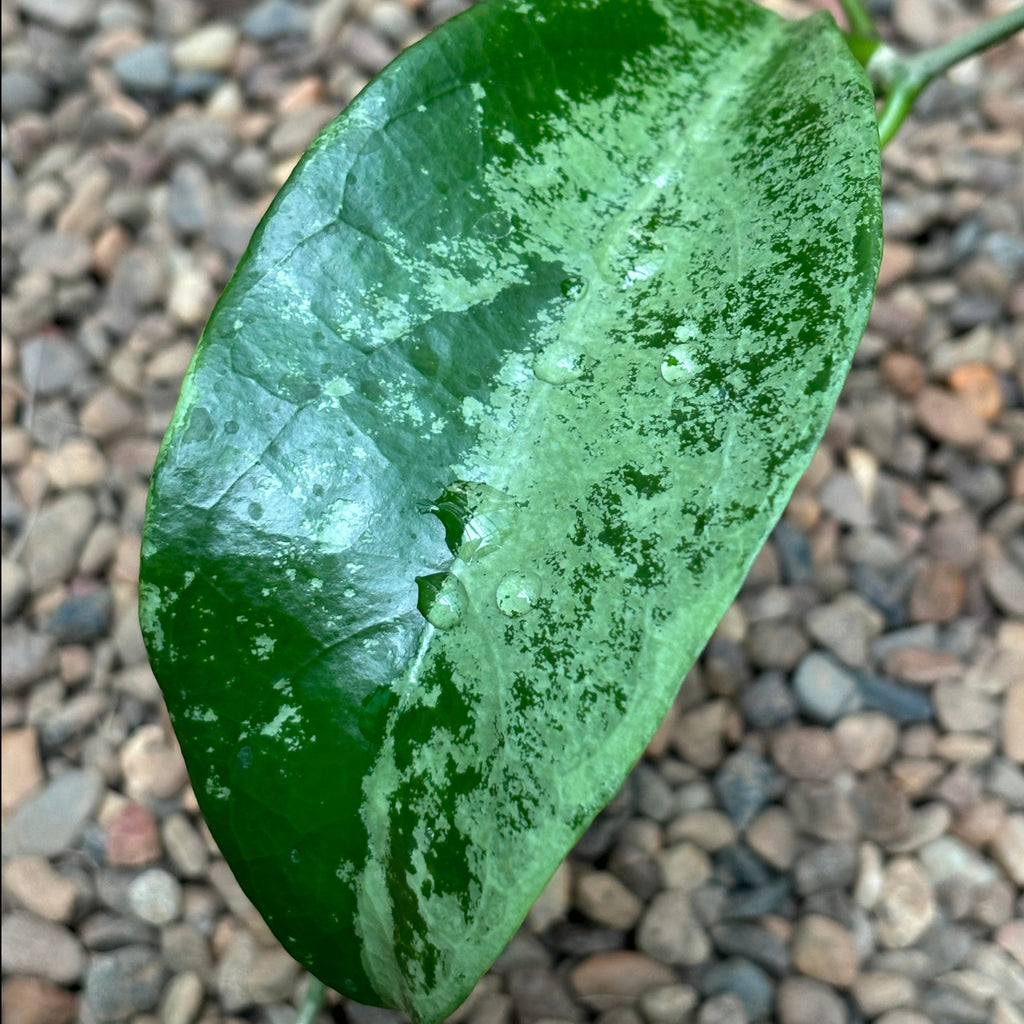 Hoya nervosa 'Jokul' H388