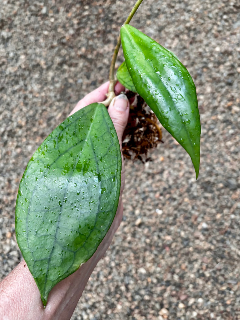 Hoya 'Jennifer' H329
