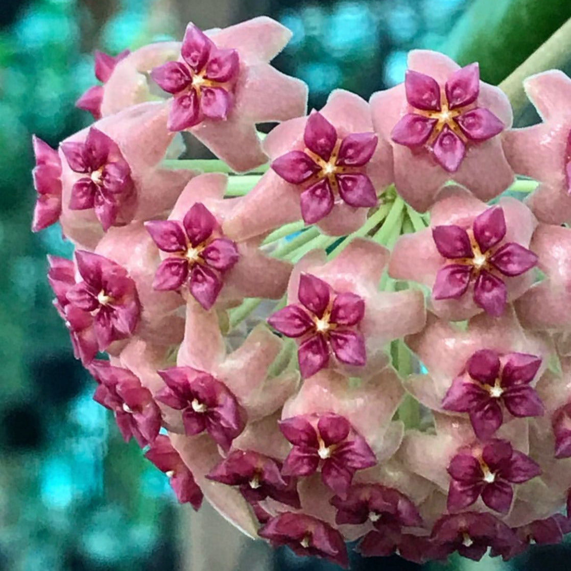 Hoya aldrichii IML 1418 H217