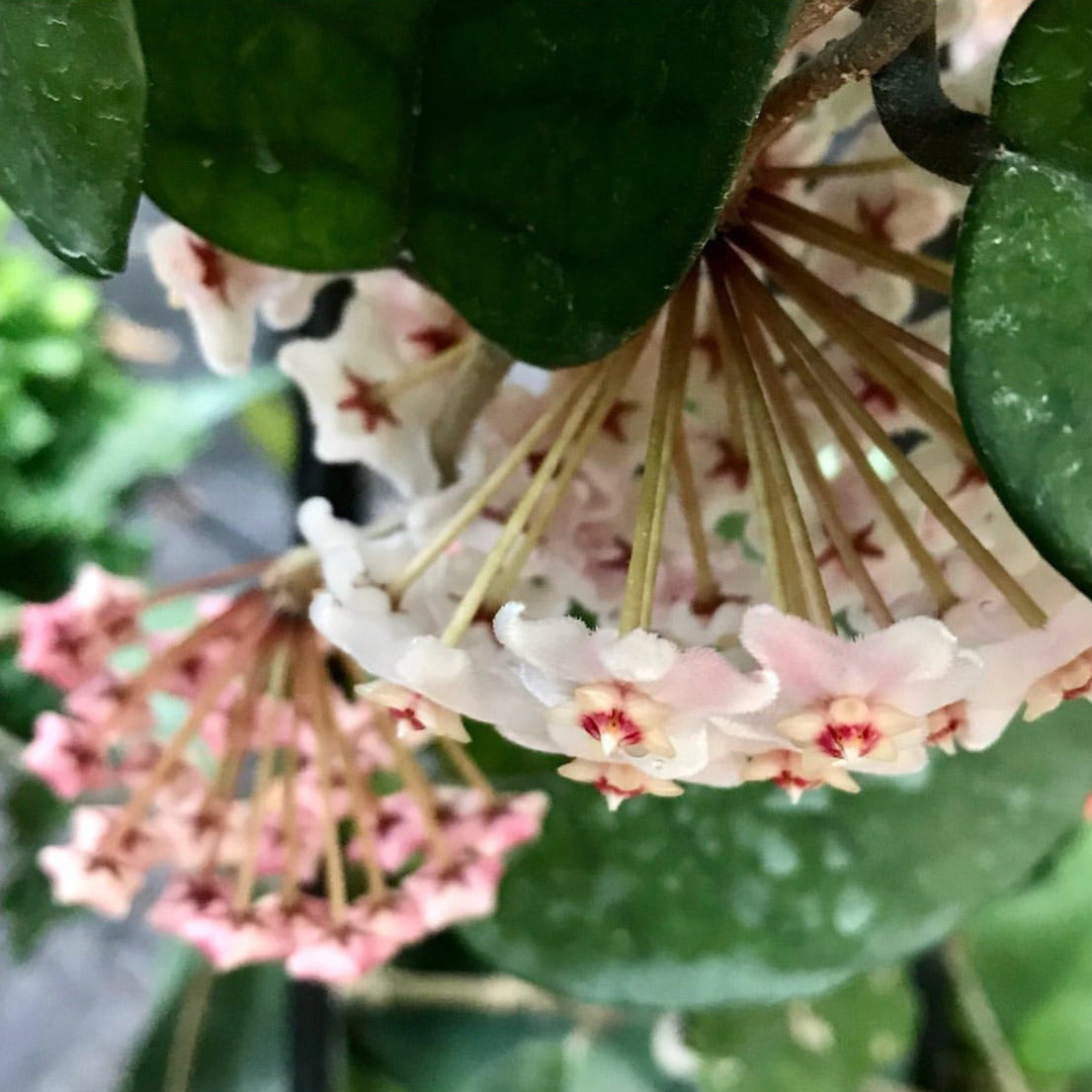Hoya fungii H3