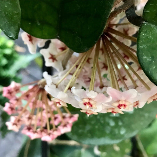 Hoya fungii H3