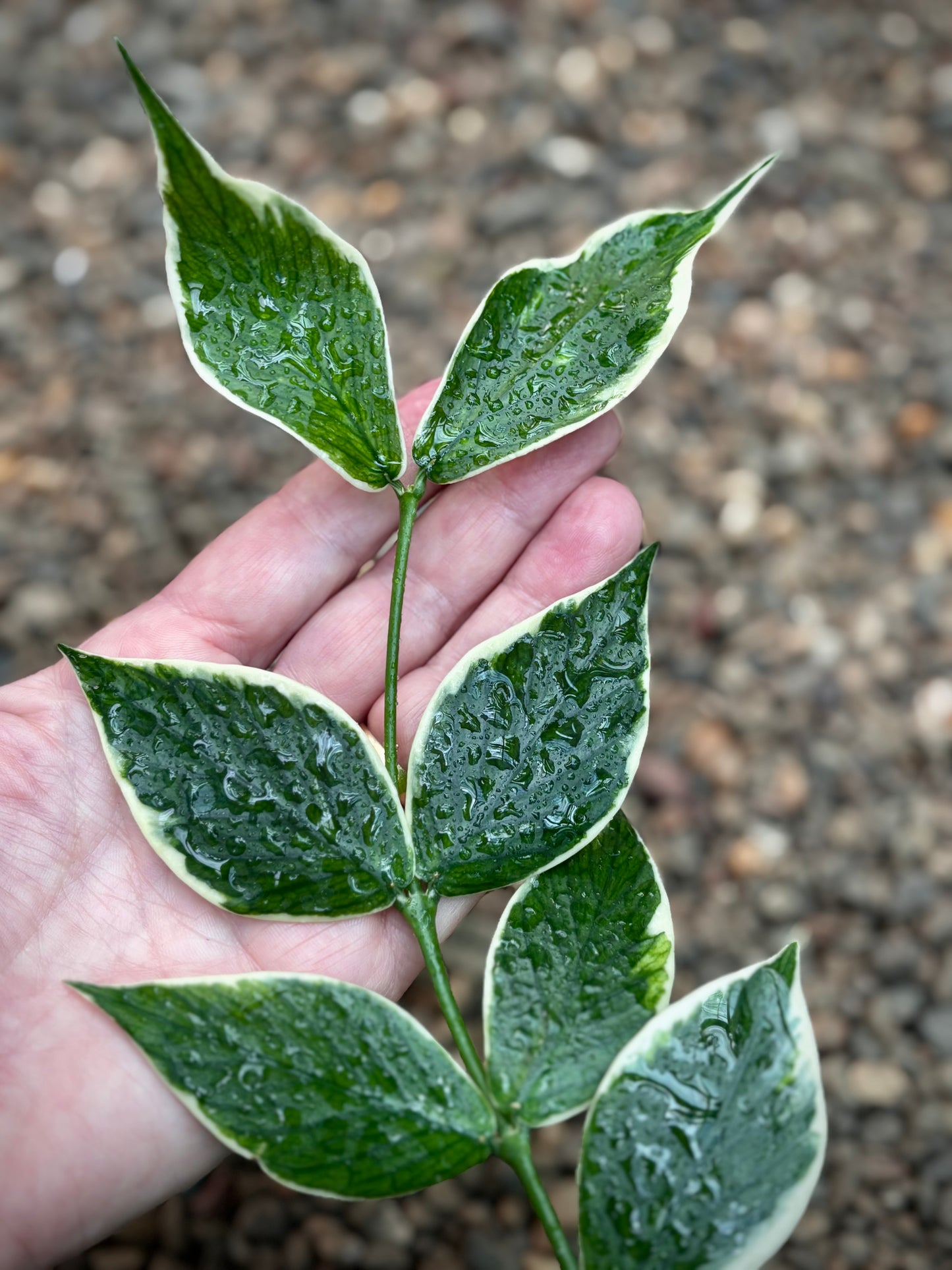 Hoya polyneura albomarginata H476