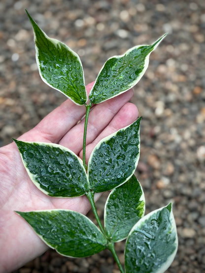 Hoya polyneura albomarginata H476