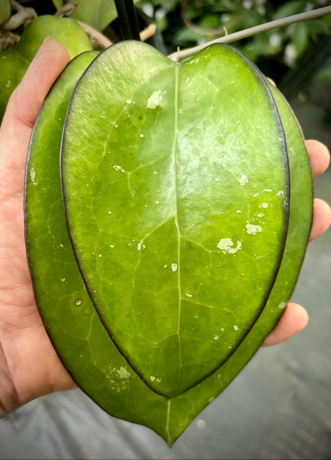 Hoya fuscomarginata H22
